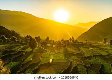 View of Highland agricultural step terrace fields of wheat during sunrise in the indian himalayan village region of Garhwal, Uttarakhand, India.
