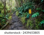 View from hiking trail in Volcano National Park on the Big Island of Hawaii