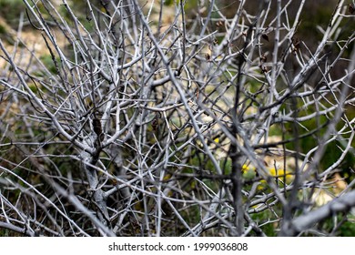 View Of The Hills Through The Branches Of A Thicket Of Dry Thorny Bushes In Springtime