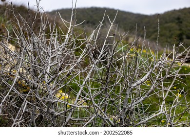 View Of The Hills Through The Branches Of A Thicket Of Dry Thorny Bushes In Springtime