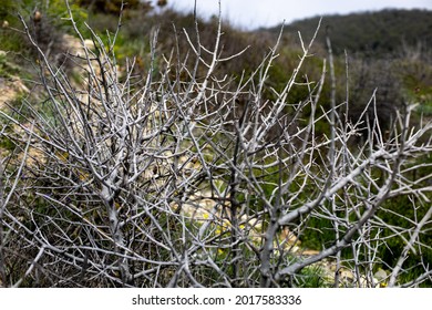 View Of The Hills Through The Branches Of A Thicket Of Dry Thorny Bushes In Springtime