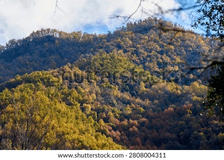 View of a hillside covered by native forest, Achibueno valley, Linares, Chile