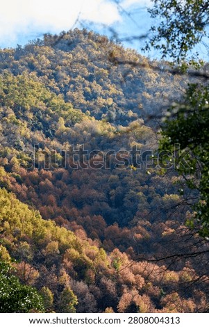 View of a hillside covered by native forest, Achibueno valley, Linares, Chile
