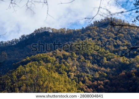 View of a hillside covered by native forest, Achibueno valley, Linares, Chile