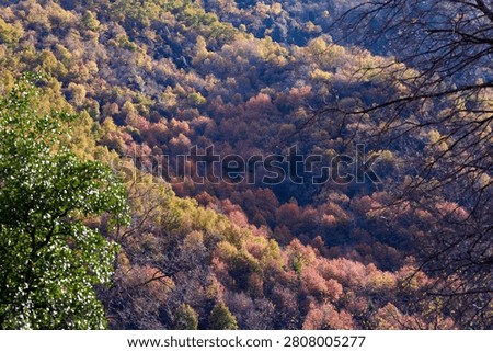 View of a hillside covered by native forest, Achibueno valley, Linares, Chile