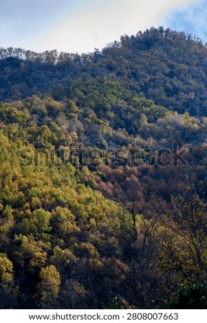 View of a hillside covered by native forest, Achibueno valley, Linares, Chile