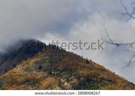 View of a hillside covered with native forest in autumn (Linares, Chile)
