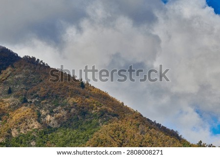 View of a hillside covered with native forest in autumn (Linares, Chile)
