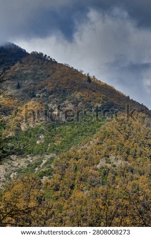 View of a hillside covered with native forest in autumn (Linares, Chile)