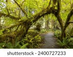 View of Hoh Rain Forest in Olympic National Park, Washington USA.