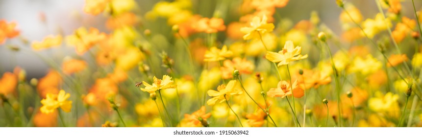 View of honey bee and yellow Cosmos flower on blurred green leaf background under sunlight with copy space using as background natural flora insect, ecology cover page concept.