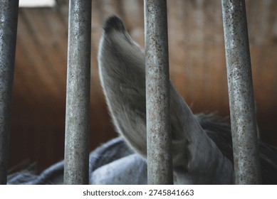 view of an horse ear in a cage.