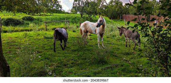 43 Donkey And Horse Meeting Images Stock Photos Vectors Shutterstock 43 Donkey And Horse Meeting Images Stock Photos Vectors Shutterstock