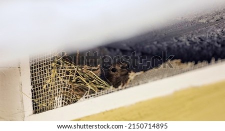 View of a house finch nesting inside a soffit vent with broken mesh. Small bird brooding in attic vent.