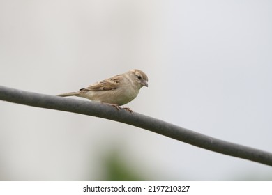 View Of House Sparrow Bird 