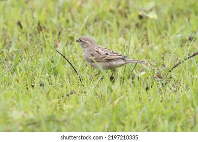 View Of House Sparrow Bird 