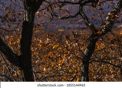 View Of The Hudson Valley During The Fall, From A Mountaintop In Cold Spring, NY