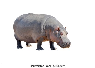 Hippopotamus Hippo Isolated On White Background Stock Illustration ...