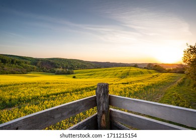 View from hunting hideaway with yellow canola field - Shutterstock ID 1711215154