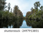 View image of swamp cypress trees reflecting in the calm water in the swamp. Serene atmosphere without people, emphasizing the natural beauty and peaceful atmosphere, Okefenokee Swamp, Georgia, USA