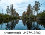 View image of swamp cypress trees reflecting in the calm water in the swamp. Serene atmosphere without people, emphasizing the natural beauty and peaceful atmosphere, Okefenokee Swamp, Georgia, USA