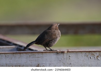 View Of Indian Robin Bird