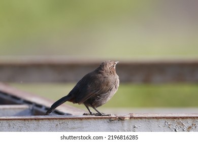 View Of Indian Robin Bird