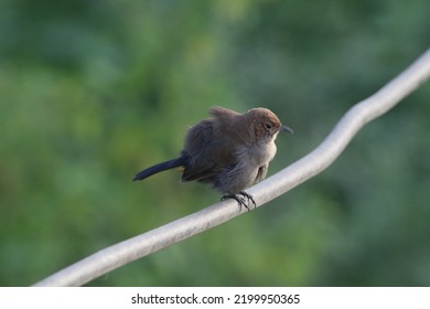 View Of Indian Robin Bird 