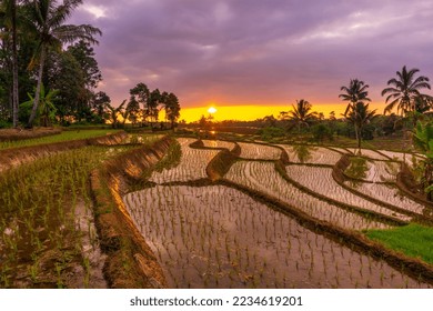 View of Indonesia in the morning, reflection of the beautiful rice field landscape at sunset