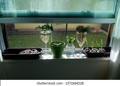 Windowsill Herb Garden Images Stock Photos Vectors Shutterstock