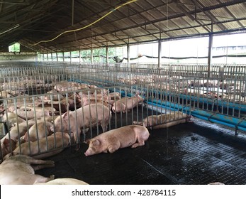 view of Inside of Big breeding pig farm