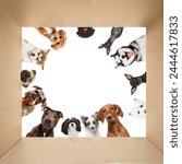 View from inside box looking up at a circle of various dogs looking down against white studio background. Concept of animal, wildlife, pets and owners, grooming, veterinary, companion.