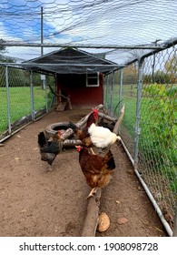 The View From Inside A Chicken Coop With Wire Fencing All Around And A Dirt Floor.  There Are 5 Chickens On The Farm That Are Brown, Black, And White. One Hen Is On A Log. The Hen House Is At The End.