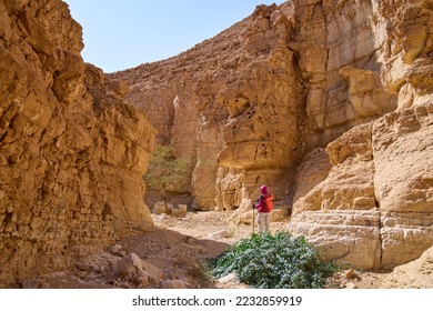 View inside a dry canyon in a remote part of the Negev Desert. Impressive high walls of a canyon. Female hiker on a hiking path in a heart of the desert. Nature reserve. Vacation in Israel.     - Shutterstock ID 2232859919