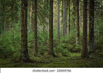 view inside of the forest on the trees - Shutterstock ID 235059766