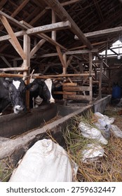 A view inside a rustic barn featuring two black and white dairy cows looking towards the camera, with straw and feed bags scattered on the ground.