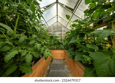 View at the inside of a small greenhouse in a garden - Powered by Shutterstock