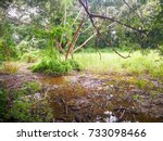 View inside the tree of forest and muddy ground after rain.