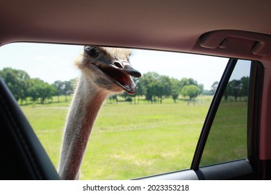 View From Inside A Vehicle As An Emu Sticks It's Head Through The Window Looking For Food At A Drive Through Zoo