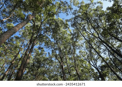 view into canopy of eucalypt forestsouth-east Queensland, Australia.     March