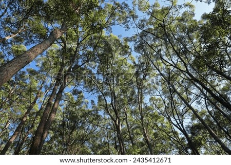 view into canopy of eucalypt forestsouth-east Queensland, Australia.     March