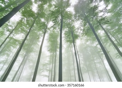 View Of Into The Crown Of Spring Beech Trees