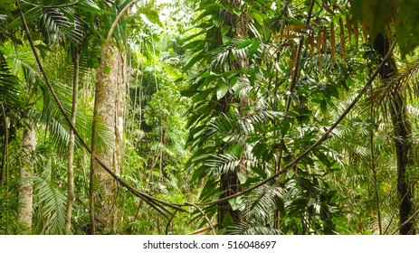 View into Daintree Rainforest in Queensland, Australia