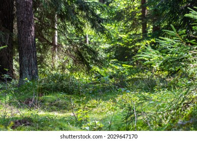 view into the forest with growing trees and shining sun
