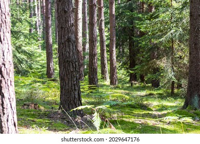 view into the forest with growing trees and shining sun