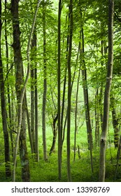 view into green forest