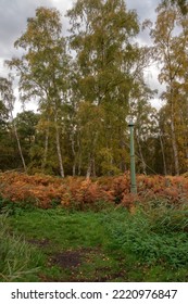 A View Into Holme Fen Woods With A Metal Peat Depth Measuring Pole, Peterborough, Cambridgeshire, England.