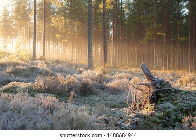 View Into Misty Dense Nordic Forest With Frosty Heather And Lingonberry Shrub In Sunshine With Long Shadows Of Rising Sun