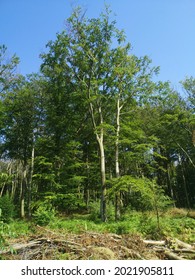 View Into A Sunny Forest In Muelheim, Germany. Blue Sky With Some Clouds. No People