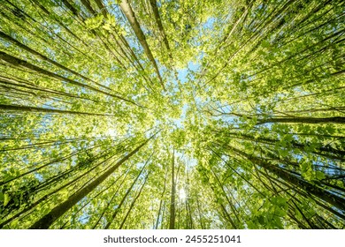 a view up into the trees direction sky - sustainability picture - stock photo - sunstar - Powered by Shutterstock